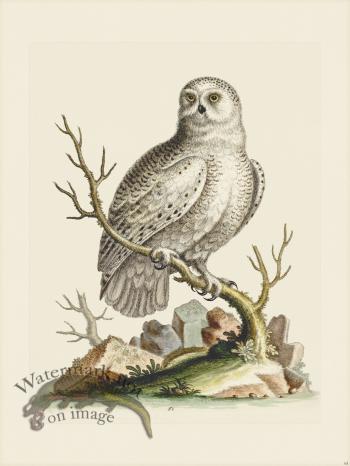 Edwards 061 Great White Owl
